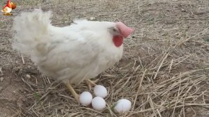 Любовь птицевода к Курочкам 🐥🐔🥚 Нежное видео 🐓 Версия (61)