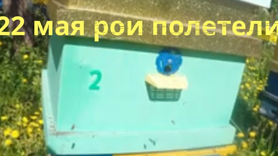 Рои полетели, как поймать, и что дальше делать, всё покажу, расскажу. смотреть онлайн