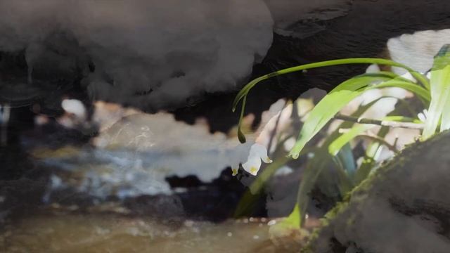 Весенний вальс смотреть онлайн