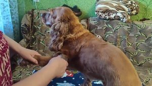 Стрижка кокер спаниеля?нет ничего невозможного,берём