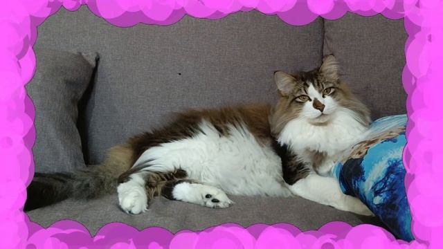 ЮМОР🤣Писатель-сатирик АНАТОЛИЙ ТРУШКИН монолог "КЛУ? смотреть онлайн