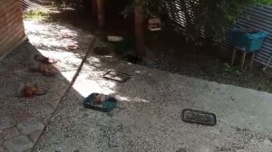 Пятница пришла в дикий зоопарк