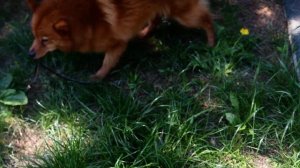 Карело-финская лайка и змея :: The Finnish Spitz and snake