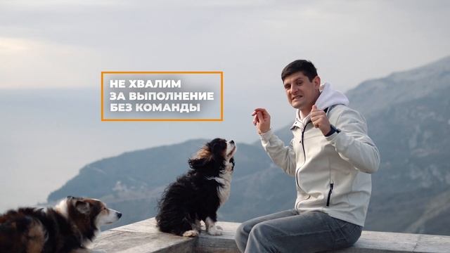 Как научить собаку Маши 🐩 трюк лапами из позиции Зайк