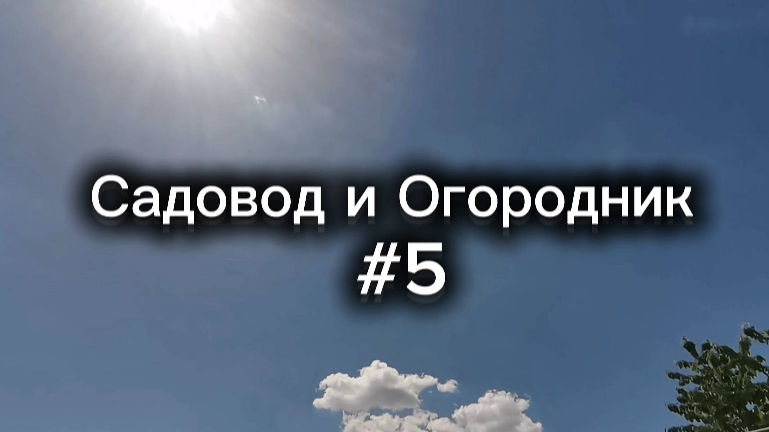 Ежевика спустя два месяца после посадки