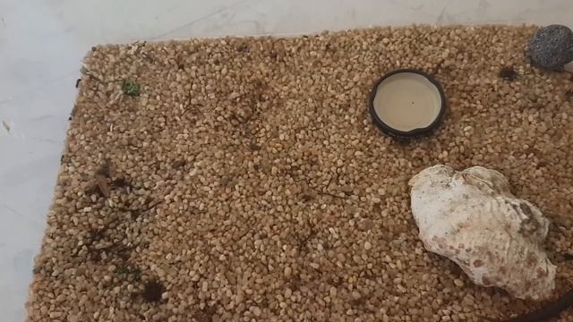 Скалка дома! смотреть онлайн