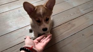 VLOG|2.03.24|Щенок корги|Первые дни щенка дома|Учим команды|