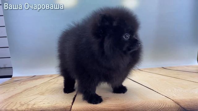От Евы. #вашаочароваша #pomeranian #купитьшпица #померанец #p