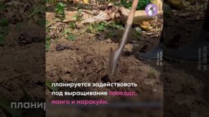 1,4 млрд рублей на экзотические фрукты: масштабный проект