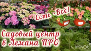 Сколько стоит рассада в САДОВОМ ЦЕНТРЕ в Лемана Про (Москва). Создайте свой сад мечты.