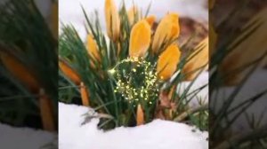 Вальс  цветов       Иоганн Штраус