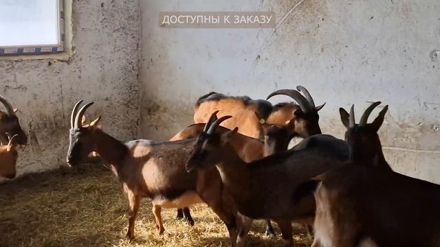 Лучшая молочная порода коз - Альпийская! Высокоудойны?