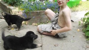 3-х недельные щенки восточно-европейской овчарки (ВЕО)