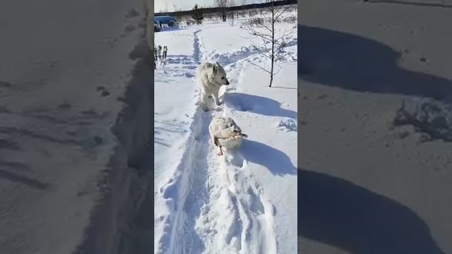 Гусь🤣