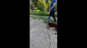 Щенок добермана 3 месяца, второе занятие на защиту.#k9 #kn