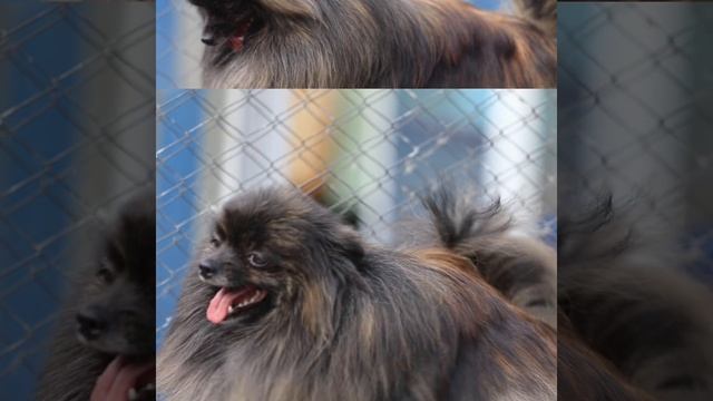 Шери тигр. #вашаочароваша #pomeranian #купитьшпица #померан?