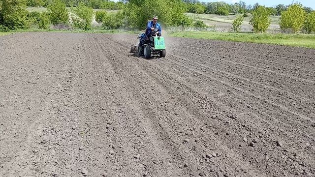Боронование огорода игольчатой бороной.