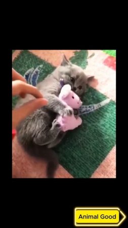 #собаки #кошки #приколы 11