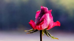 Розовый вальс любви -  Евгений Дога