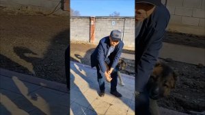 Две кавказские овчарки.