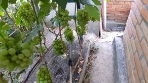 Профилактическая обработка винограда после дождя. #ви