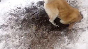 Акита Ину на охоте)))