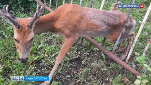 Косуля застряла в заборе детского сада в Башкортостане