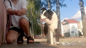 прогулка с Бордер-колли Блеки