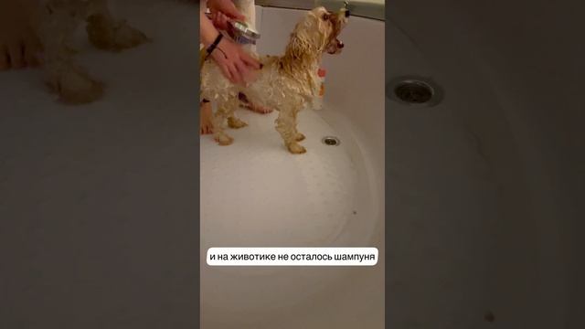 Практический гид по мытью собаки без стресса. Купаем с