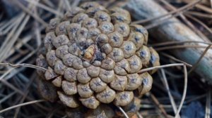 сосновая роща