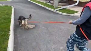 обучение щенка немецкой овчарки следовой работе на ас