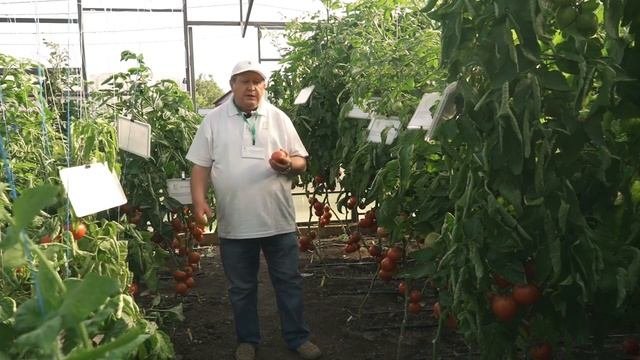 ЧЕТЫРЕ розовых томата для выращивания в теплице. Чем т