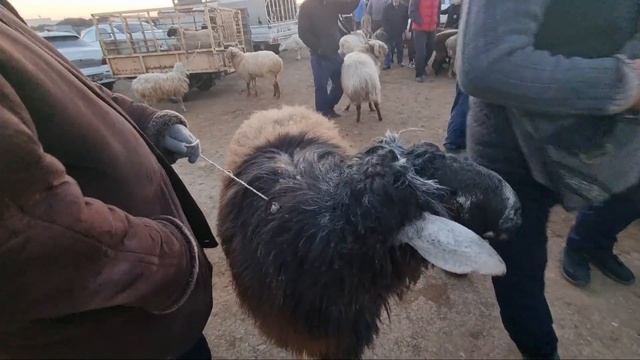 20-НОЯБРЬ 2022/ХОЖЕЛИ МАЛ БАЗАРЫ/СКОТНЫЙ РЫНОК/BUQALAR/BIG BULLS IN THE WORLD/BIG COW/РЕКОРД БЫК