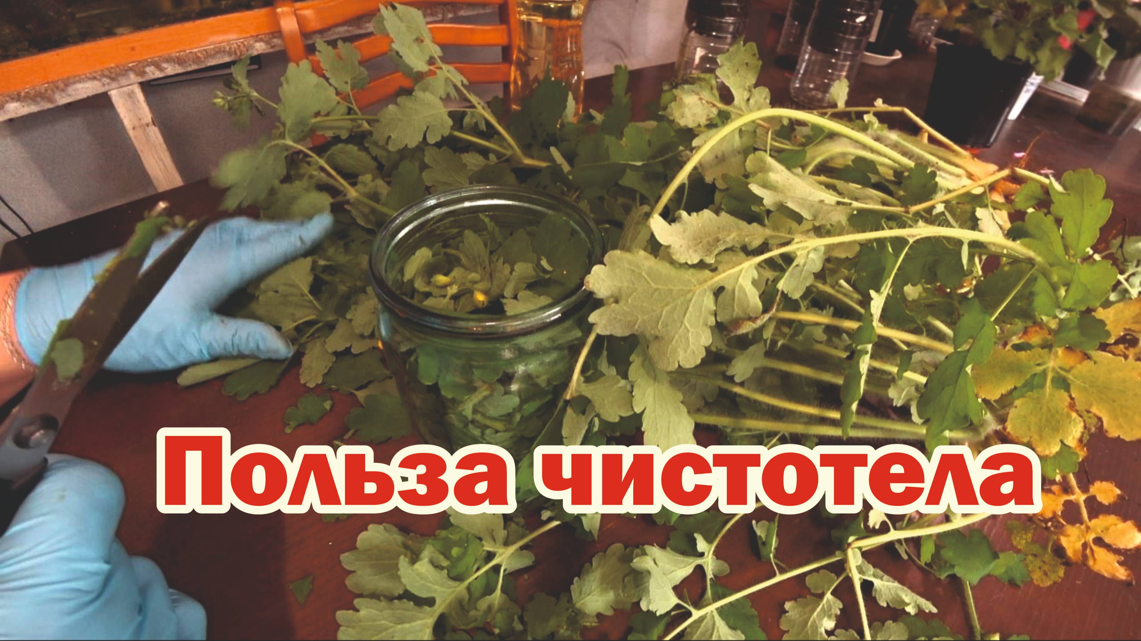 Полезные свойства чистотела