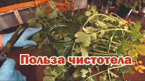 Полезные свойства чистотела
