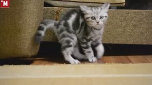вспомнил что забыл поиграть
