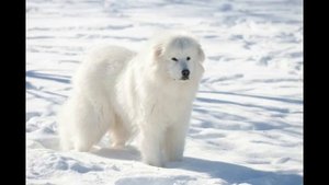 Пиренейская горная собака