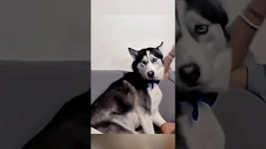 Смешные моменты с домашними животными