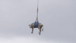 Эвакуация коров из альпийской деревни на вертолете