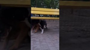 Стаф VS Немецкая овчарка. Кто сильнее?