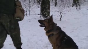 Дрессировка. немецкая овчарка. Защита.Охрана.