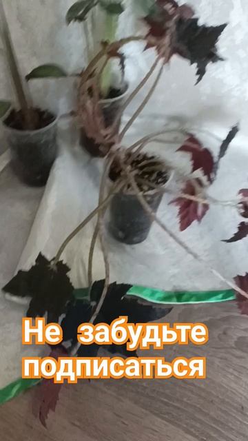 🪴Коллекция домашних Цветов.#продажацветов #цветыпоч?