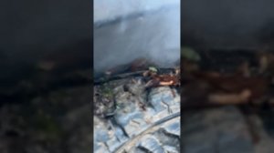 Охота с гончими на косулю в Абхазии