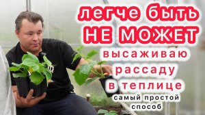 ЛЕГЧЕ СПОСОБА ПРОСТО НЕТ! Высаживаем рассаду в теплице.