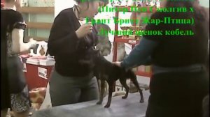 монопородная выставка цвергпинчеров