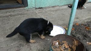 ПРОДАЮТСЯ! Щенки Немецкой овчарки от Дэна и Альмы. Оде?