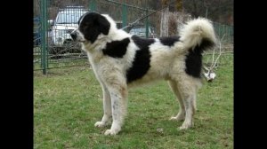 Буковинская овчарка