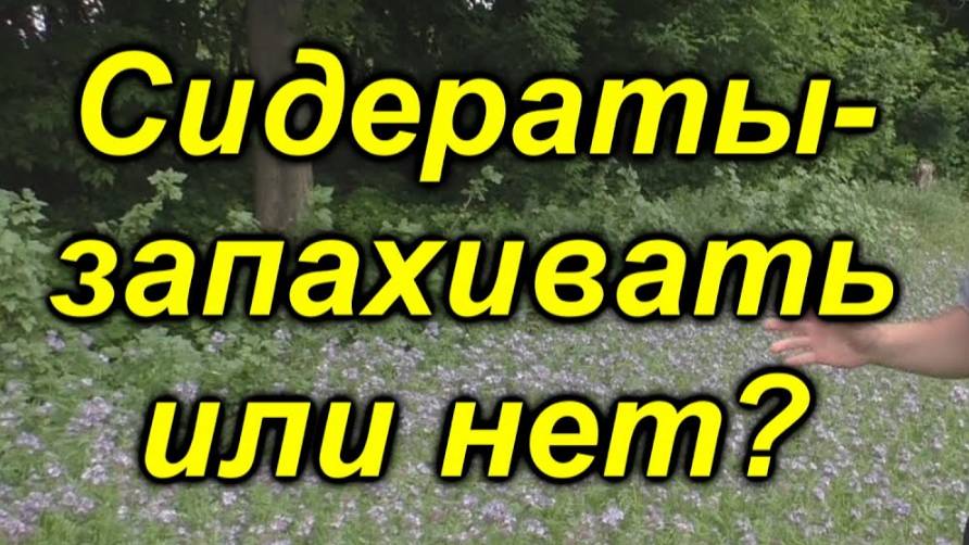🌿 Сидераты весной: Лучший способ оживить почву!