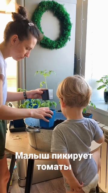 Пикируем с сыночком томаты. Сеяла 3 марта. #рассада #том смотреть онлайн