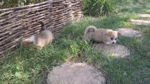 Щенки вельш корги пемброк в питомнике))